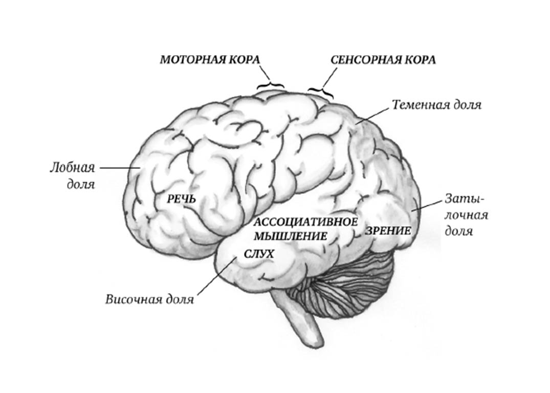 Двигательная область мозга