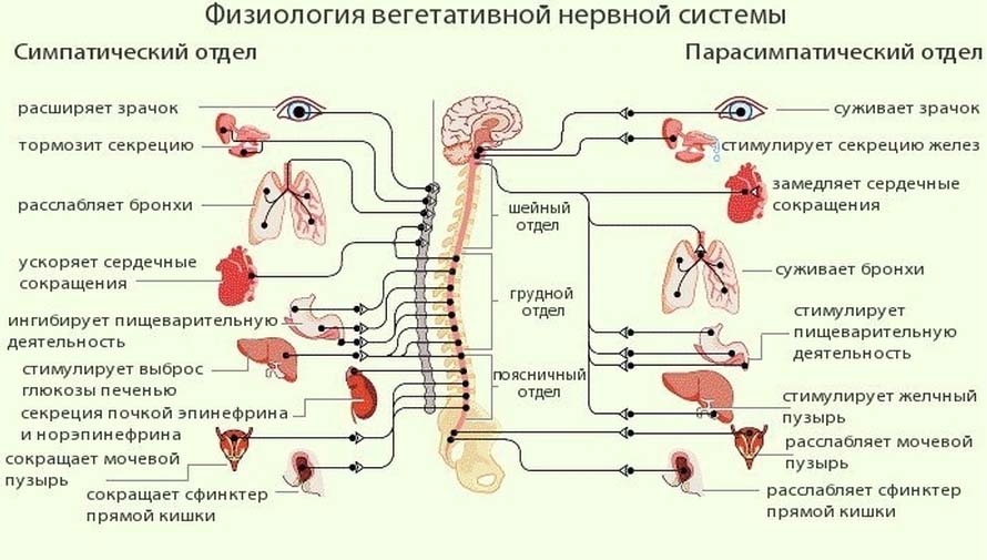 Нервная система: функции, отделы, принцип работы